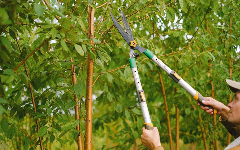 Tree trimming in Danbury, IA